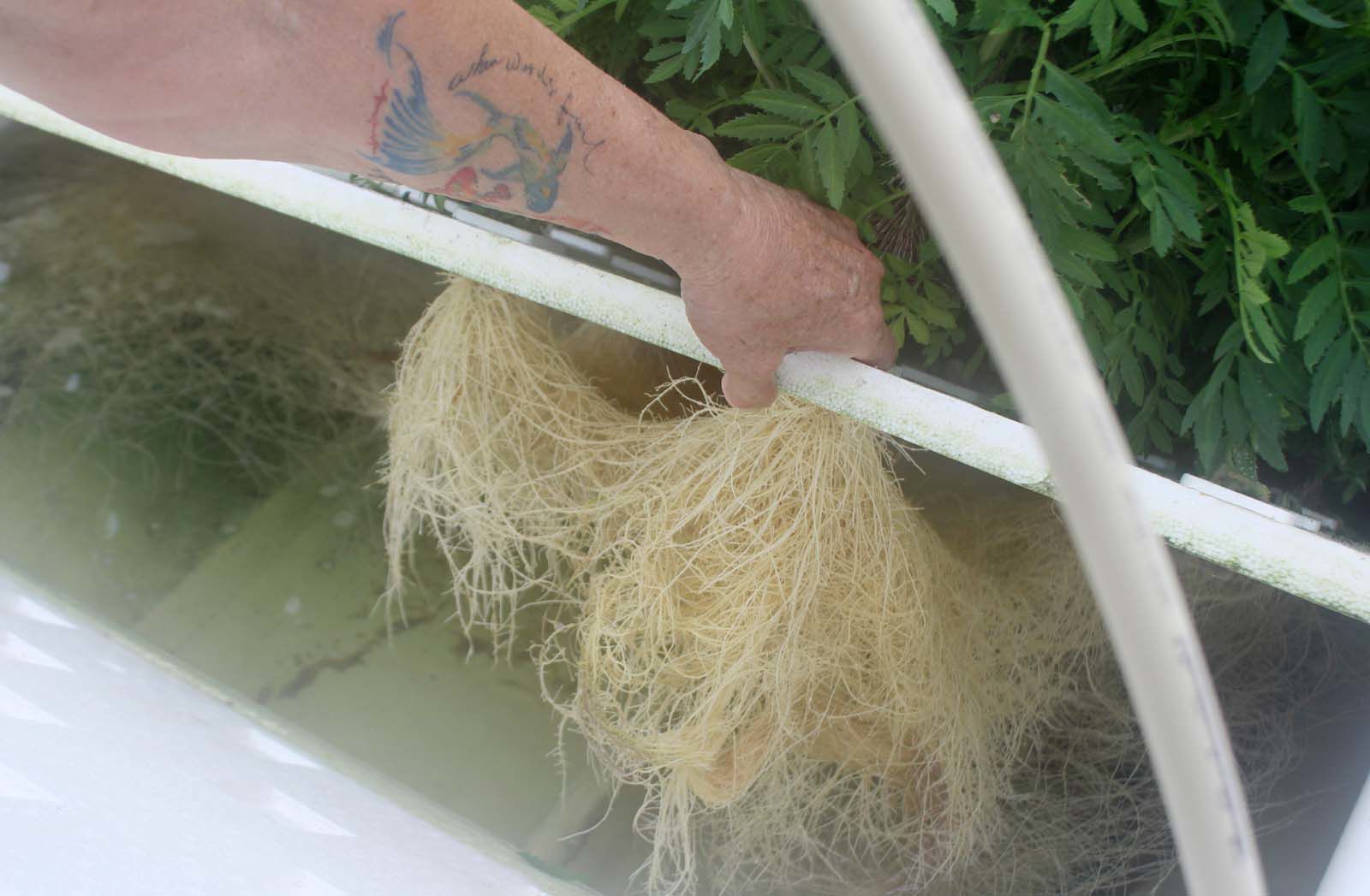 Aquaponics farming an experiment for Elizabethtown woman